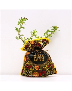 Саженец Курильский чай (горшок р9) Золотой полет, 1 шт, Осень 2025 Сады урала