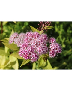 Саженец Спирея (горшок р9) Голдмаунд, 1 шт, Осень 2025 Сады урала