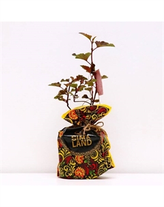 Саженец Пузыреплодник (горшок р9) Диабл Д`ор, 1 шт, Осень 2025 Сады урала