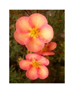 Саженец Курильский чай (горшок р9) Гламур герл, 1 шт, Осень 2025 Сады урала