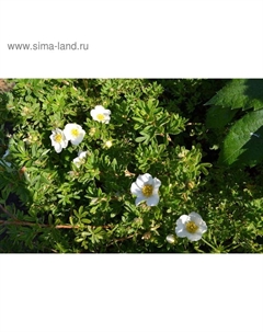 Саженец Курильский чай (горшок р9) Маунт Эверест, 1 шт, Осень 2025 Сады урала