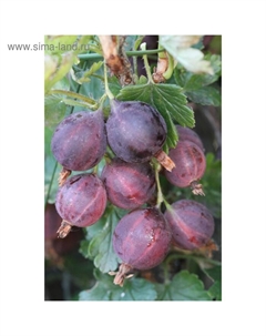 Саженец Крыжовник (ОКС) Черносливовый, 1 шт, Осень 2025 Сады урала