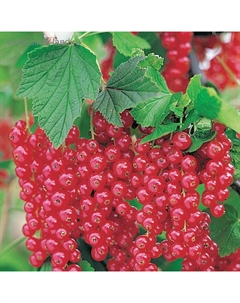 Саженец Смородина цветная (ОКС) Восторг, 1 шт, Осень 2025 Сады урала