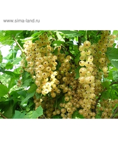 Саженец Смородина цветная (ОКС) Уральская белая, 1 шт, Осень 2025 Сады урала