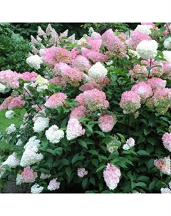 Саженец Гортензия (горшок р9) Пинк леди, 1 шт, Осень 2025 Сады урала