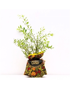 Саженец Спирея (горшок р9) Серая грефшейм, 1 шт, Осень 2025 Сады урала