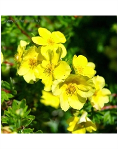 Саженец Курильский чай (горшок р9) Фридхем, 1 шт, Осень 2025 Сады урала