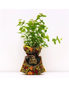 Саженец Спирея (горшок р9) Манон, 1 шт, Осень 2025 Сады урала