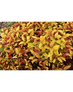 Саженец Спирея (горшок р9) Хуберт голд, 1 шт, Осень 2025 Сады урала