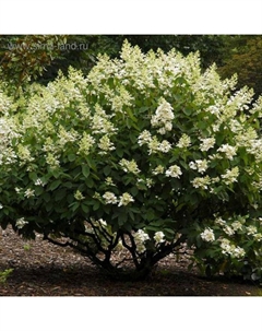 Саженец Гортензия (горшок р9) Киушу, 1 шт, Осень 2025 Сады урала