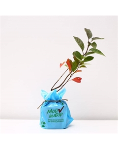 Саженец СВГ (горшок р9) Бетта, 1 шт, Осень 2025 Сады урала