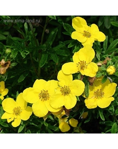 Саженец Курильский чай (горшок р9) Голдфингер, 1 шт, Осень 2025 Сады урала