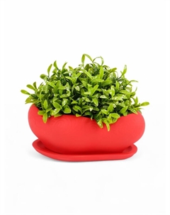 Горшок для кактусов и суккулентов «Бонсай», 600 мл, 18×14 см, керамический, с поддоном, красный Хорошие сувениры