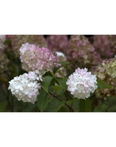 Саженец Гортензия (горшок р9) Пиджи энд фамили, 1 шт, Осень 2025 Сады урала