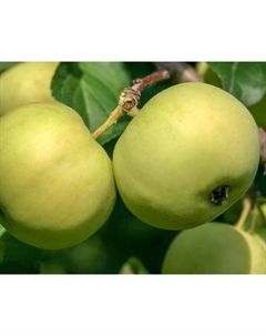 Саженец Яблоня штамбовая (на семенном подвое) ОКС Подарок осени, 1 шт, Осень 2025 Сады урала