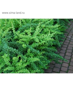 Саженец Барбарис (горшок р9) Грин карпет, 1 шт, Осень 2025 Сады урала