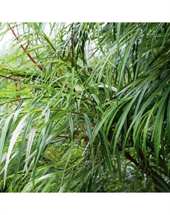 Саженец Ива (горшок р9) Шверина улучшенная, 1 шт, Осень 2025 Сады урала