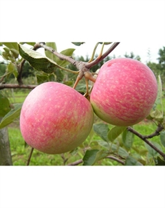 Саженец Яблоня штамбовая (на семенном подвое) ОКС Конфетное, 1 шт, Осень 2025 Сады урала