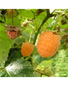 Саженец Малина (ОКС) Золотые купола, 1 шт, Осень 2025 Сады урала