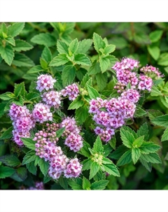 Саженец Спирея (горшок р9) Джапаниз Дварф, 1 шт, Осень 2025 Сады урала