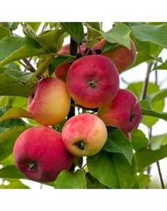 Саженец Яблоня штамбовая (на семенном подвое) ОКС Серебряное копытце, 1 шт, Осень 2025 Сады урала