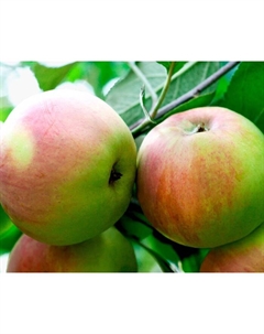 Саженец Яблоня штамбовая (на семенном подвое) ОКС Персиянка, 1 шт, Осень 2025 Сады урала