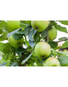 Саженец Яблоня штамбовая (на семенном подвое) ОКС Свердловчанин, 1 шт, Осень 2025 Сады урала