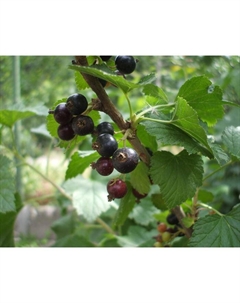 Саженец Смородина черная (ОКС) Марьюшка, 1 шт, Осень 2025 Сады урала