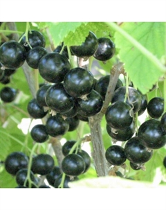 Саженец Смородина черная (ОКС) Мушкетер, 1 шт, Осень 2025 Сады урала