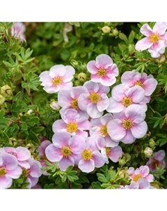 Саженец Курильский чай (горшок р9) Пинк принцесс, 1 шт, Осень 2025 Сады урала