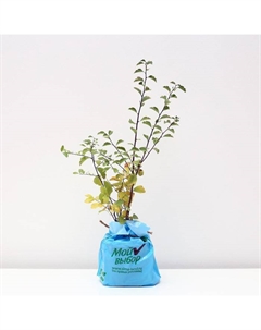 Саженец Спирея (горшок р9) Вангутта Ван Хотей, 1 шт, Осень 2025 Сады урала