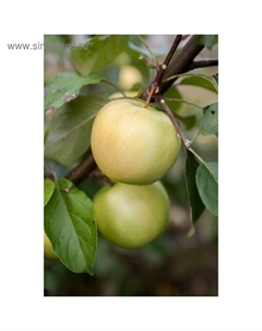 Саженец Яблоня карлики М.А. Мазунина (на семенном подвое) ОКС Пластун, 1 шт, Осень 2025 Сады урала