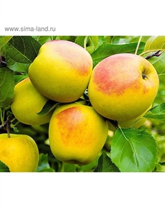 Саженец Яблоня карлики М.А. Мазунина (на семенном подвое) ОКС Осеннее, 1 шт, Осень 2025 Сады урала