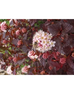 Саженец Пузыреплодник (горшок р9) Саммер вайн, 1 шт, Осень 2025 Сады урала