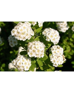 Саженец Спирея (горшок р9) Нана, 1 шт, Осень 2025 Сады урала