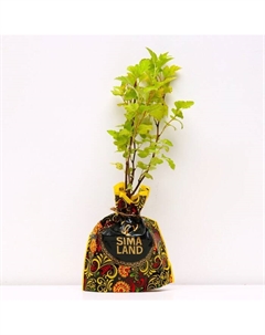 Саженец Пузыреплодник (горшок р9) Наггет, 1 шт, Осень 2025 Сады урала