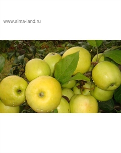 Саженец Яблоня карлики М.А. Мазунина (горшок 9*9*14) Чудное, 1 шт, Осень 2025 Сады урала