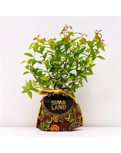 Саженец Спирея (горшок р9) Файерлайт, 1 шт, Осень 2025 Сады урала