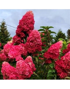 Саженец кустарника Красный клен Гортензия метельчатая Petite Cherry