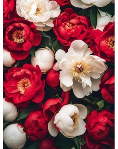 Набор алмазной вышивки Феникс+ Красные и белые пионы / 71408 Feniks