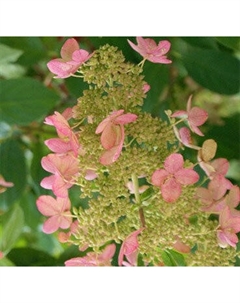 Саженец кустарника Красный клен Гортензия метельчатая Pink Diamond