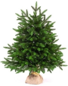 Ель искусственная National Tree Company Лесная / ЛС-80 National tree company