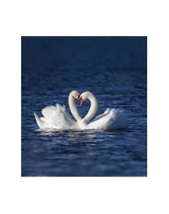 Шторка-занавеска для ванны JoyArty Любовь лебедей / sc_79748 Joyarty