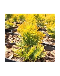 Саженец кустарника Красный клен Туя западная Sunny Smaragd