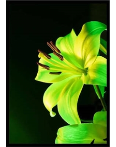 Постер Citydecor Цветы 13