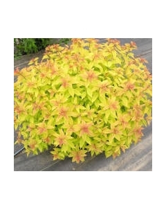 Саженец кустарника Красный клен Спирея японская Goldflame
