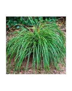 Саженец кустарника Красный клен Туя складчатая Whipcord