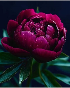 Набор алмазной вышивки Феникс+ Пион / 71446 Feniks